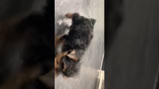 Video preview image #1 Yorkshire Terrier Puppy For Sale in WARSAW, IN, USA