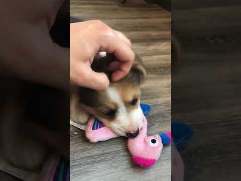 Els Girl 1 - Six Weeks old