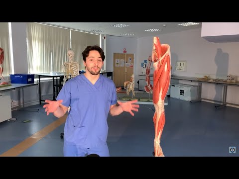 The anatomy and movements of the hip joint [muscles, functions, innervation]