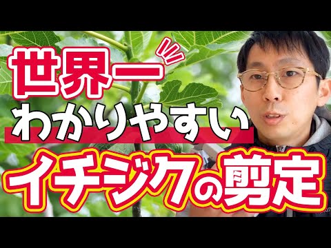 イチジクの剪定方法 植物