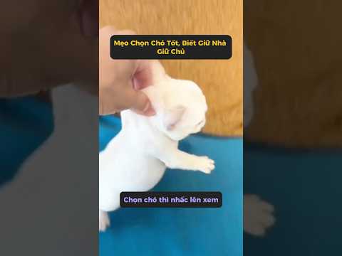 Chọn chó tốt thế nào? Nhấc lên là nhìn ra ngay #tangtuvien #shorts
