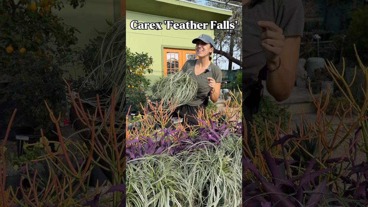 Carex 'Feather Falls': Care & Growing Tips