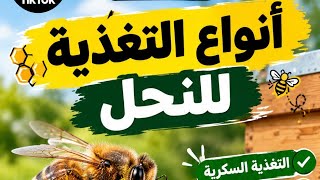 🐝🍯 أنواع التغذية للنحل: متى نغذّي النحل؟ وما الغذاء المناسب لكل موسم