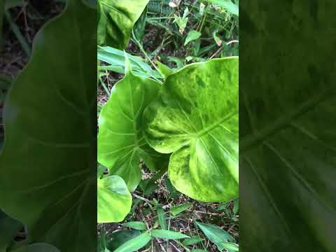 モンステラ・デリシオサと競合する野外クワズイモを維持するにはどうすればよいですか?  庭園