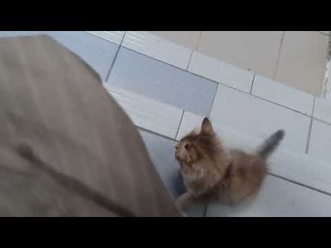 Ciko dan Puyen main kat tangga