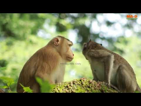 Mama Scarlet Happy Meet With Young Pongo Strong Power/ MA-D.576