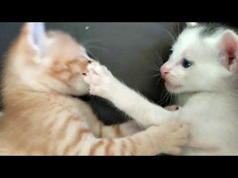 new born cat  playing video / fighting video