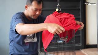 Download lagu Sogon Gacor and how to care for it? 🧐 and what is the character of the sogon bird? 😏 mp3