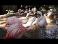 Chilean Flamingos