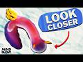 The Secret Of Sea Slugs - Mind Blow #154