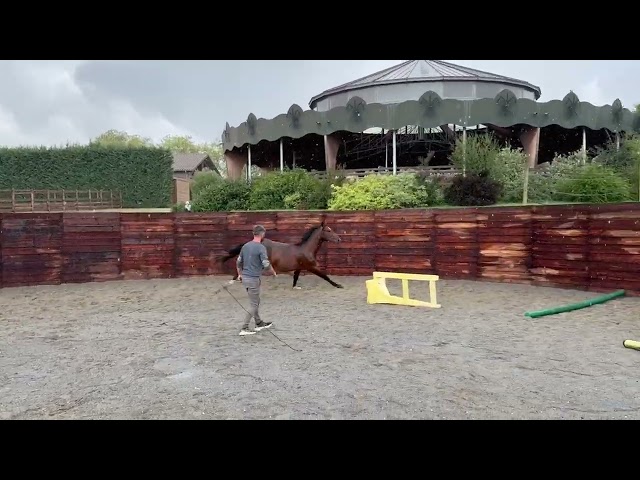 Mâle 1an SF Balou du rouet x Montender