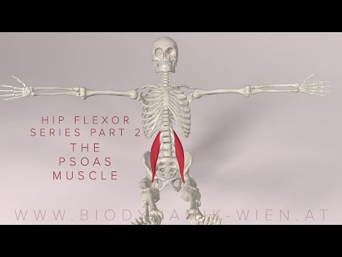 Hip Flexor Series Part 2: The Psoas Muscle (major) (3D Animation)