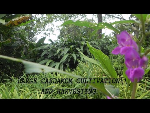 Large cardamom cultivation and harvesting