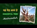 The Immortal Tree Discovering The 4 800 Year Old Methuselah