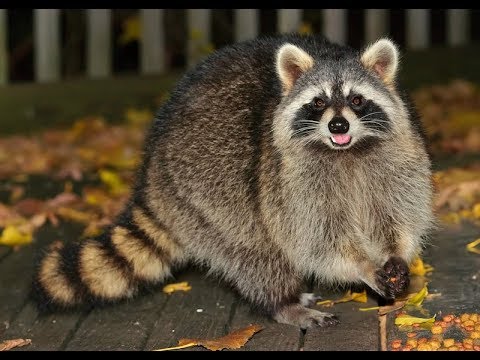 アライグマの全ライフサイクル