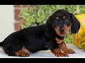 Miniature Dachshund dogs for sale: Butterscotch  - Video 1