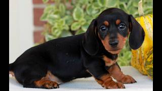 Video preview image #1 Dachshund Puppy For Sale in EPHRATA, PA, USA