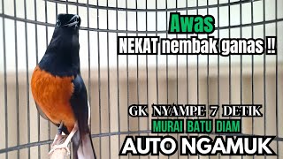 Download lagu murai batu GACOR FIGHTER ampuh buat PANCINGAN murai lain biar bunyi JADIKAN burung murai EMOSI NYAUT mp3
