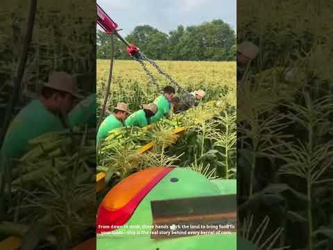 Harvesting Gold: Corn Picking Season in Full Swing on the Farm