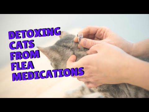 Detoxifying You’re Cat From Flea Medications | Two Crazy Cat Ladies