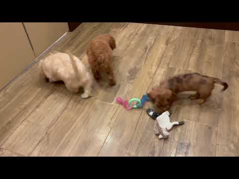Cavachon - 4790 video preview