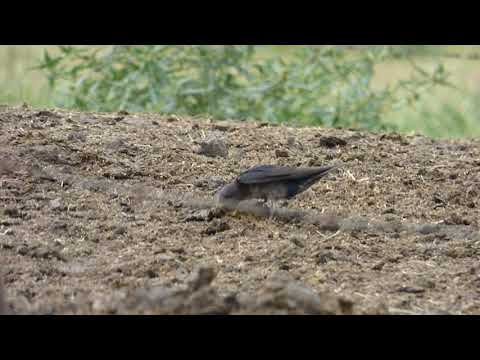 Golondrina Negra (Progne elegans) - Constanza - Santa Fe.