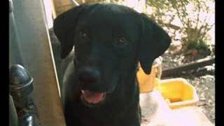 Homeless Pets-Lonely No More (Clay Aiken)