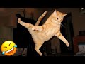 Funny Cats Compilation Funniest Cat Fails Caught On Camera