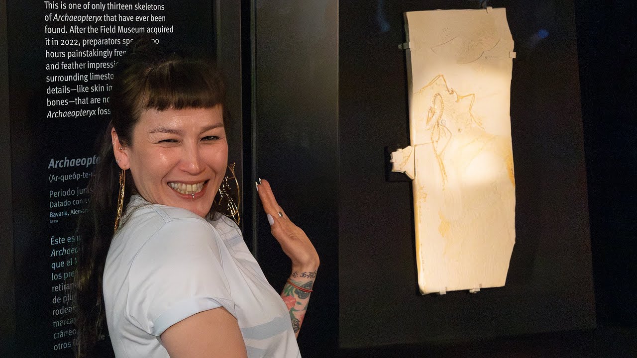 The Chicago Field Museum's New Fossil Acquisition, the Archaeopteryx | Encyclopaedia Britannica