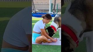 She Just Wanted to Stretch… Dog Said NO 😂🐕 #shorts #funnyshorts #dogfunny #fitness #viral