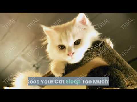 ?why do cats sleep so much