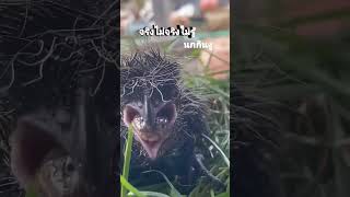 🦜🐦🌲#shortsvideo #short