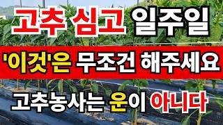모종 심고 7일, '이것' 모르면 올해 고추 농사 무조건 망합니다