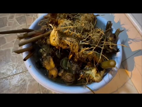 ガランガル、ガランガルの根 植物