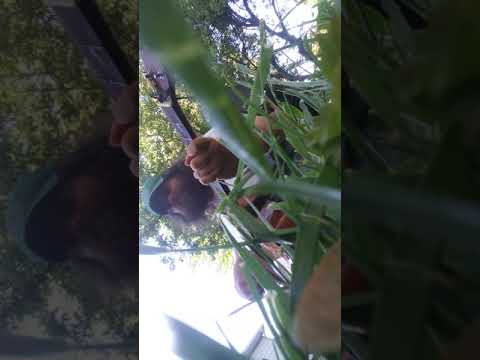 2021-04-30_07:01:17am-GbDGuitar-Christopher Corey Roach-Kendall-Acoustic