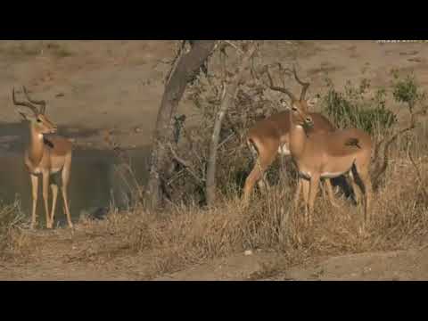 Aug 14, 2017 - Sunrise-  Bachelor group of Impala who are slightly on edge