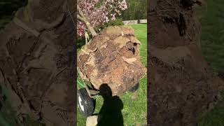 Cherokee brave dogwood