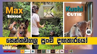 සෙන්කඩගල පුංචි දගකාරයෝ  - 44 - Ceylon Pet Media YouTube Star Competition