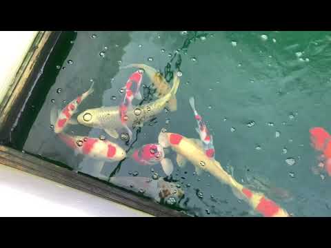 THE GRAND KOI TOUR! - SELECT NISHIKIGOI AND GATWICK KOI VISIT