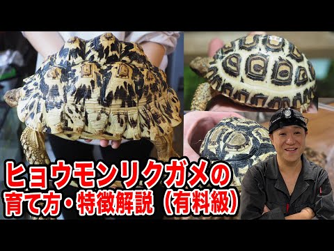 ホモプス・アレオラトゥス