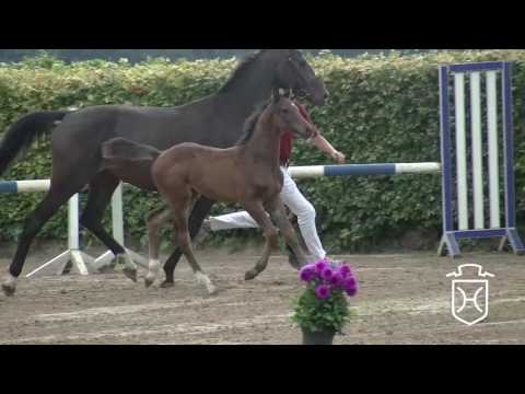 Stutfohlen von Casall - Contender - Carthago