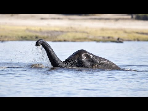 10 Times The Loch Ness Monster Was Spotted