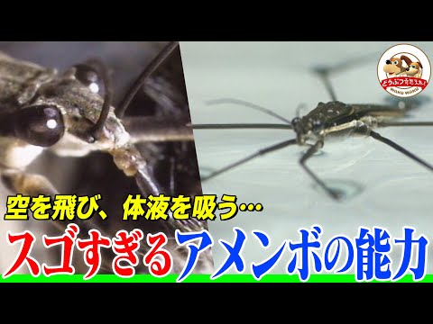 アメンボはどのようにして溺死から身を守るのか