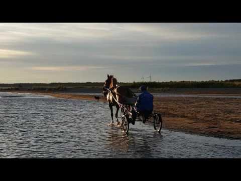 Maatiaismuori: Suomenhevoset Yyterissä