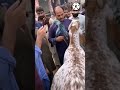 Viral Bakra Crying For His Owner Eid Ul Adha Viral Video