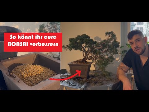 Arbeiten an einem fortgeschrittenen BONSAI: Umtopfen und Pflegemaßnahmen von einem Wacholder-Bonsai