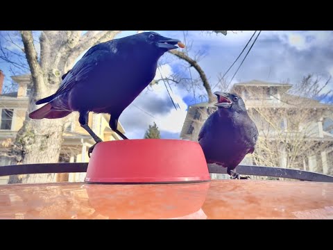 Crow Cam: Father Son Feeding Dynamic