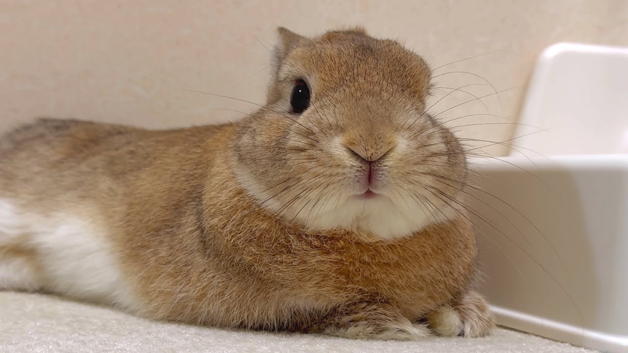 ご飯後のまったりタイムを過ごすウサギさん