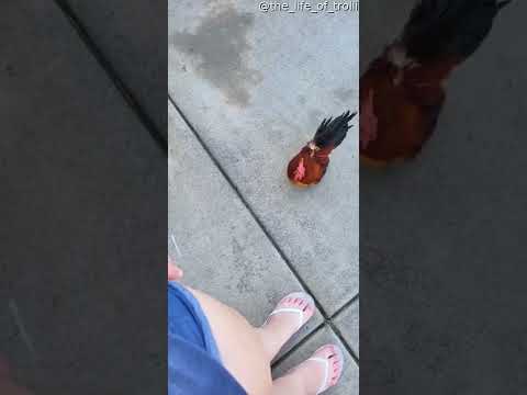 Pet Rooster Perches on Shoulder || ViralHog