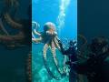 Diver's Deep-Sea Octopus Encounter#Marine Friendship#Deep-Sea Encounter#Octopus Interaction